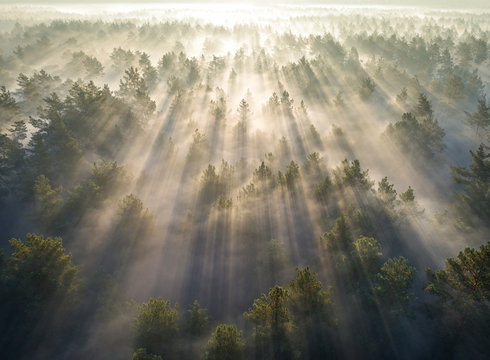 Aerial Shot Of Foggy Forest At Sunrise. Flying Over Pine Trees Early In The Morning.