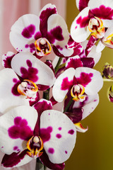 Purple and white spoted flowering orchids isolaten on the black background