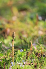 つくしが芽を出した