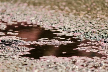 散り桜と水たまり