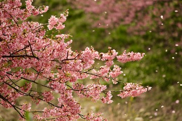 桜吹雪
