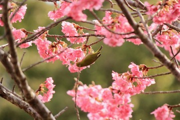 桃の花とメジロ