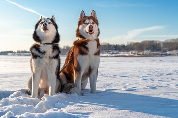 Naklejka premium Husky dogs winter on background. Snow.
