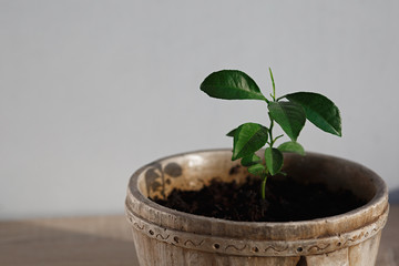 small tiny lemon tree on wooden table