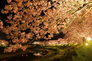 南伊豆　みなみの桜と菜の花祭りライトアップ