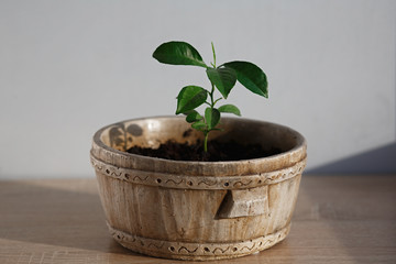 small tiny lemon tree on wooden table