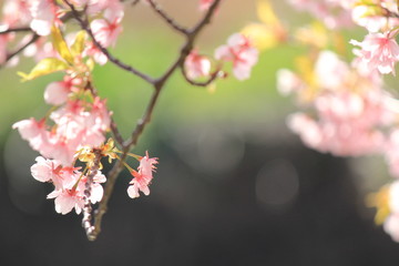 南伊豆　みなみの桜と菜の花祭り