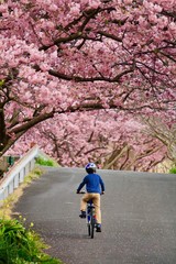 桜並木をサイクリング
