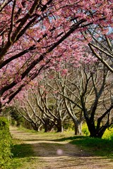 桜のトンネル