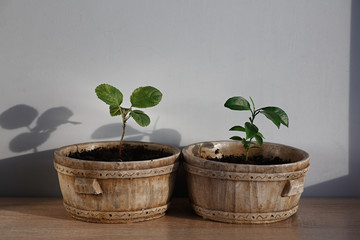 small tiny lemon tree on wooden table
