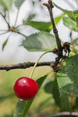 czerwony owoc wiśni na gałęzi drzewa z kroplą wody © ar2r.e