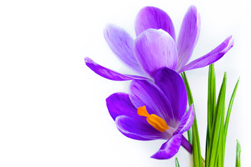 Crocuses on a white background close-up