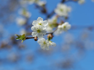 Cherry flowers on branch tree at the springtime in sunny day in the garden, blue sky background, copyspace