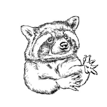 Hipster animal raccoon. Hand drawing Muzzle of animal raccoon. Vector illustration for card or poster.