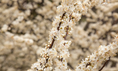 flowering plum trees