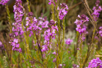 Obraz premium flora of Gran Canaria - Erysimum albescens