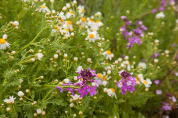 Fototapeta premium flora of Gran Canaria - Erysimum albescens