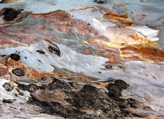 Abstract Tree Surface