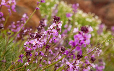 flora of Gran Canaria -  Erysimum albescens