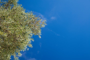 background with olive branches