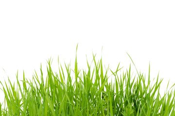 Green grass isolated on white background