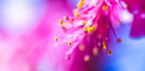 Fototapeta na wymiar Close up of purple flower petal, soft dreamy blur background