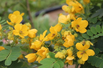 yellow flowers in the garden
