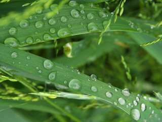 green grass with rain drops in summer day, closeup photo, motning dew