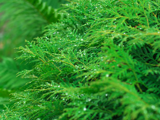 Large and small drops of water on a cobweb hanging on the juniper. Dew drops shining in the sun and a small rainbow reflected in the drops. Selective focus. Natural background