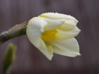 White and yellow narcissus daffodil flower outdoors in spring. Close-up