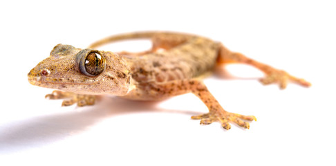 lizard close up on a white background