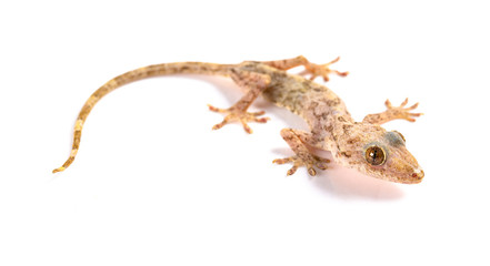 lizard close up on a white background