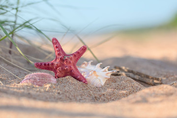 Fototapeta na wymiar Summer beach in a tropical paradise with a seashell and starfish.