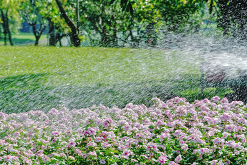 Fototapeta premium Full Frame Background of Spraying Water Over Pink Flower Field