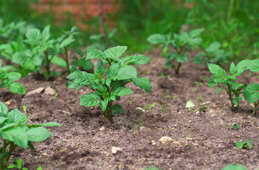 beds in the garden with potato seedlings. Green tops of potatoes