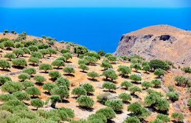 View of an olive plantation on the mountain of Crete