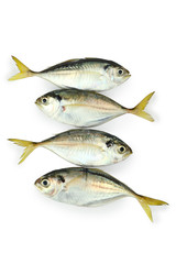 Mackerel fish isolated with clipping path.
