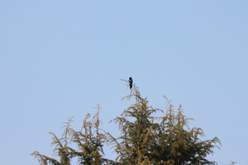 낙엽송에 앉은 까치