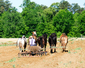 A young amish boy plows a field with a team of horses.