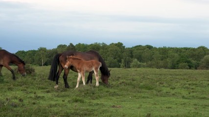Wild female horse or mare with her male foal suckling for milk
