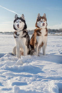 Winter landscape with beautiful siberian husky dogs. Husky dogs sit on white snow.