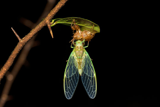 Cicada on molt, Cicadoidea, Matheran, Maharashtra, India