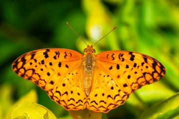 Common leopard butterfly, Phalanta phalantha, Mumbai, Maharashtra, India.