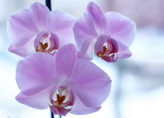 Orchid flower in the garden on a winter or spring day for a beauty concept design and postcard agriculture idea. Orchid Phalaenopsis. soft bokeh light
