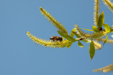 A bee collects nectar from the buds