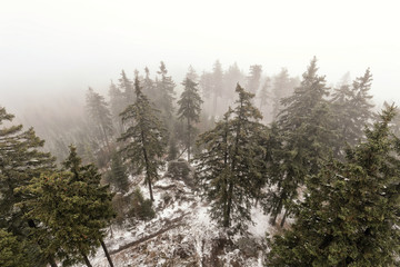 Aerial view of the spruce forest hidden in the winter fog