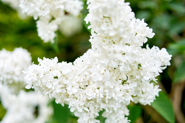white lilac in spring
