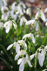 Common snowdrop flowers under sunlight in the forest. Galanthus nivalis in springtime
