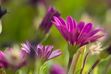 Fototapeta premium flowering Osteospermum background