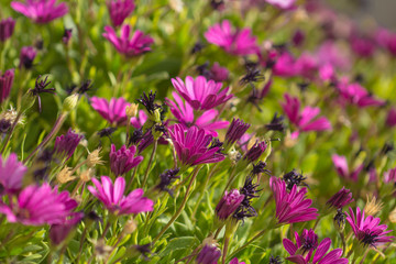 flowering Osteospermum background